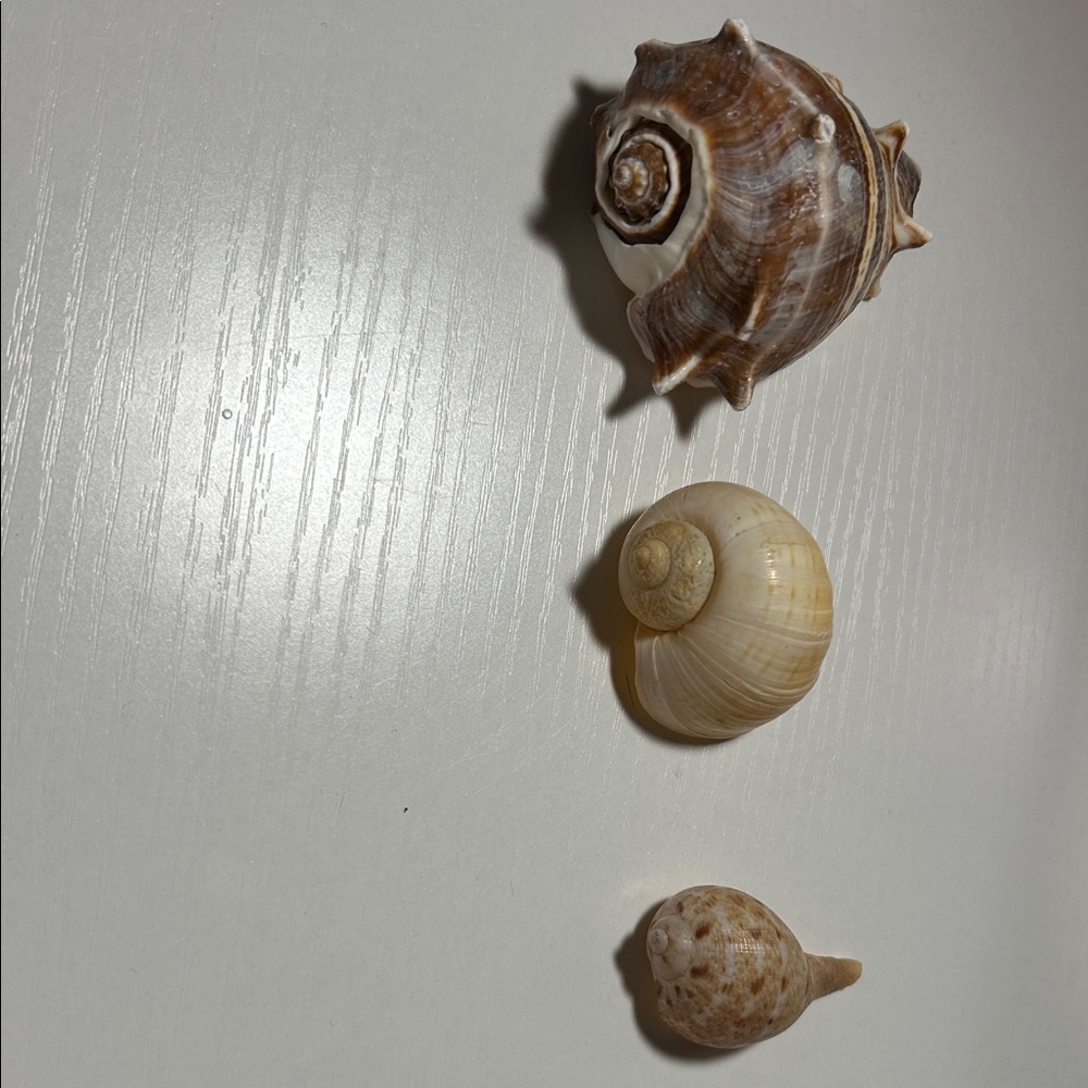 Natural Seashell Collection for Small Pets